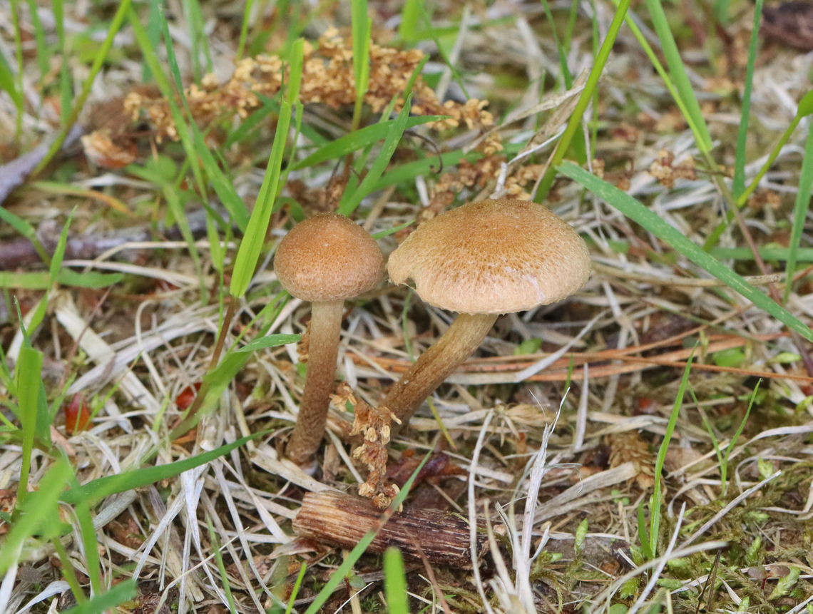 Mushrooms -  Inocybe sp. Maybe Inocybe lacera<br />
<br />
Habitat: Growing under pine; Coastal meadow<br />
<figure class="photo"><a href="https://www.jungledragon.com/image/154428/mushrooms_-_inocybe_sp.html" title="Mushrooms - Inocybe sp."><img src="https://s3.amazonaws.com/media.jungledragon.com/images/3232/154428_thumb.jpg?AWSAccessKeyId=05GMT0V3GWVNE7GGM1R2&Expires=1765411210&Signature=8I8VpIQ4NGHsJtQ0Tfw9ZngCm9I%3D" width="126" height="152" alt="Mushrooms - Inocybe sp. Maybe Inocybe lacera<br />
<br />
Habitat: Growing under pine; Coastal meadow<br />
https://www.jungledragon.com/image/154429/mushrooms_-_inocybe_sp.html Geotagged,Spring,United States,fungus,inocybe,mushrooms" /></a></figure> Geotagged,Inocybe,Spring,United States,fungi,fungus,mushrooms