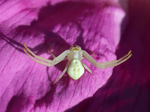 Crab Spider - Misumena vatia Habitat: Meadow Geotagged,Goldenrod crab spider,Misumena,Misumena vatia,Spring,United States,spider