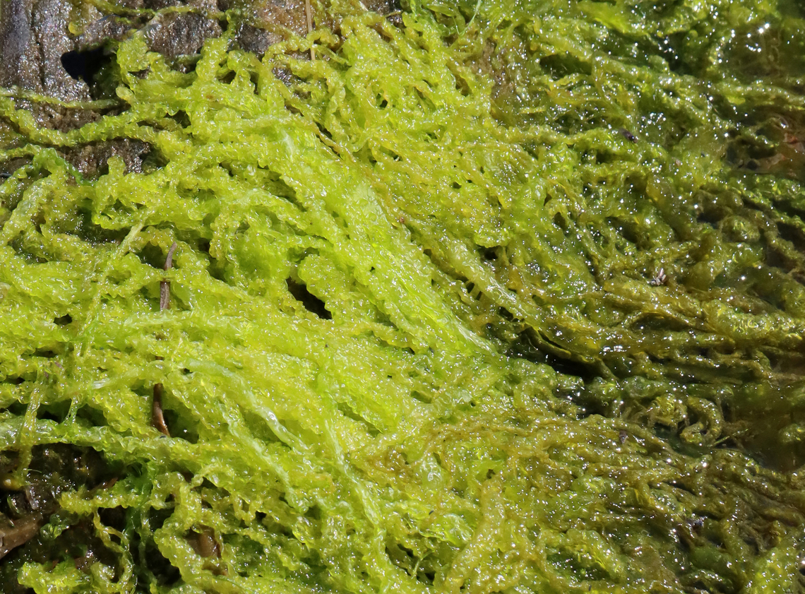 Gutweed - Ulva intestinalis Habitat: Intertidal Geotagged,Grass kelp,Spring,Ulva,Ulva intestinalis,United States,algae,green algae,gutweed,seaweed