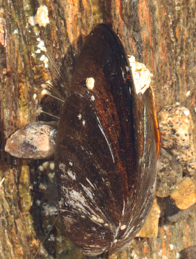 Blue Mussel - Mytilus edulis At the upper left, you can see the mussel&#039;s byssal threads. Byssal threads are secreted as a liquid by a gland near the mussel&#039;s foot, and then the threads harden upon contact with water. They are pretty strong, but can be ripped if you pull hard enough. They allow the mussel to anchor itself to nearly any surface. <br />
<br />
Habitat: Tidal pools during low tide<br />
<figure class="photo"><a href="https://www.jungledragon.com/image/154454/blue_mussel_-_mytilus_edulis.html" title="Blue Mussel - Mytilus edulis"><img src="https://s3.amazonaws.com/media.jungledragon.com/images/3232/154454_thumb.jpg?AWSAccessKeyId=05GMT0V3GWVNE7GGM1R2&Expires=1769040010&Signature=HEtGfdbGeR8QEq8TL3GNwu1cIMA%3D" width="200" height="152" alt="Blue Mussel - Mytilus edulis These mussels must have been snuggling.<br />
<br />
Habitat: Tidal pools during low tide<br />
https://www.jungledragon.com/image/154453/blue_mussel_-_mytilus_edulis.html Blue mussel,Geotagged,Mytilus edulis,Spring,United States,mussel,mytilus" /></a></figure> Blue mussel,Geotagged,Mytilus,Mytilus edulis,Spring,United States,byssal threads,mussel