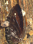 Blue Mussel - Mytilus edulis At the upper left, you can see the mussel's byssal threads. Byssal threads are secreted as a liquid by a gland near the mussel's foot, and then the threads harden upon contact with water. They are pretty strong, but can be ripped if you pull hard enough. They allow the mussel to anchor itself to nearly any surface. <br />
<br />
Habitat: Tidal pools during low tide<br />
https://www.jungledragon.com/image/154454/blue_mussel_-_mytilus_edulis.html Blue mussel,Geotagged,Mytilus,Mytilus edulis,Spring,United States,byssal threads,mussel