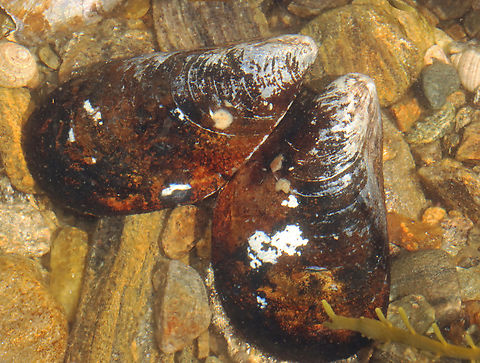 Blue Mussel - Mytilus edulis These mussels must have been snuggling.

Habitat: Tidal pools during low tide
https://www.jungledragon.com/image/154453/blue_mussel_-_mytilus_edulis.html Blue mussel,Geotagged,Mytilus edulis,Spring,United States,mussel,mytilus