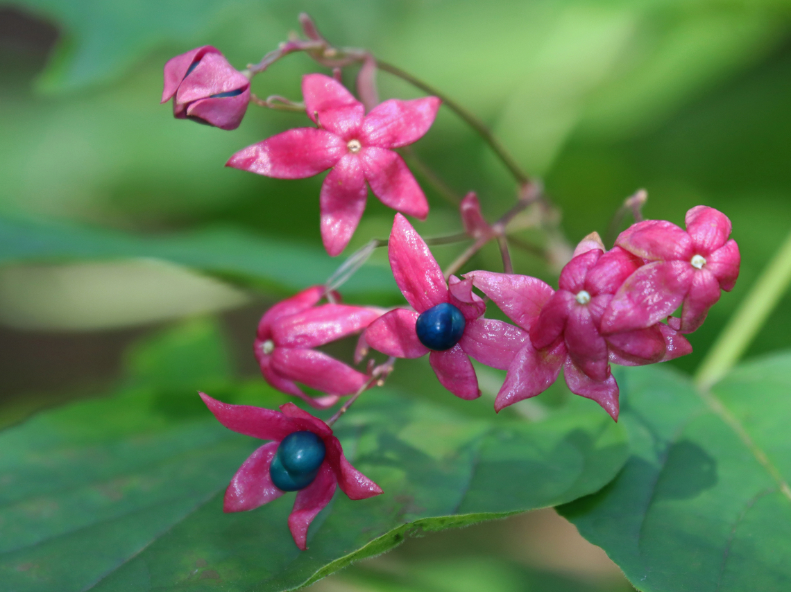 Harlequin Glorybower - Clerodendrum trichotomum Habitat: Bronx Zoo Clerodendrum,Clerodendrum trichotomum,Fall,Geotagged,Harlequin Glorybower,United States,bronx zoo