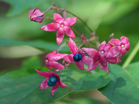 Harlequin Glorybower - Clerodendrum trichotomum Habitat: Bronx Zoo Clerodendrum,Clerodendrum trichotomum,Fall,Geotagged,Harlequin Glorybower,United States,bronx zoo