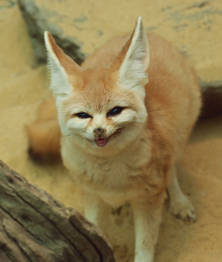 Fennec Fox - Vulpes zerda This fox was so cute and curious. It's enclosure seemed so small, though. <br />
<br />
Habitat: Bronx Zoo<br />
<figure class="photo"><a href="https://www.jungledragon.com/image/154639/fennec_fox_-_vulpes_zerda.html" title="Fennec Fox - Vulpes zerda"><img src="https://s3.amazonaws.com/media.jungledragon.com/images/3232/154639_thumb.jpg?AWSAccessKeyId=05GMT0V3GWVNE7GGM1R2&Expires=1770854410&Signature=f6Ae0Oi0KAfgIKWxSnQAML0E1Gk%3D" width="130" height="152" alt="Fennec Fox - Vulpes zerda This fox was so cute and curious. It's enclosure seemed so small, though. <br />
<br />
Habitat: Bronx Zoo<br />
https://www.jungledragon.com/image/154639/fennec_fox_-_vulpes_zerda.html<br />
https://www.jungledragon.com/image/154641/fennec_fox_-_vulpes_zerda.html<br />
https://www.jungledragon.com/image/154640/fennec_fox_-_vulpes_zerda.html Fall,Fennec fox,Geotagged,United States,Vulpes zerda,bronx zoo" /></a></figure><br />
<figure class="photo"><a href="https://www.jungledragon.com/image/154641/fennec_fox_-_vulpes_zerda.html" title="Fennec Fox - Vulpes zerda"><img src="https://s3.amazonaws.com/media.jungledragon.com/images/3232/154641_thumb.jpg?AWSAccessKeyId=05GMT0V3GWVNE7GGM1R2&Expires=1770854410&Signature=9ocQUuCEv9rmbpCNnW6saZ1jw9w%3D" width="200" height="154" alt="Fennec Fox - Vulpes zerda This fox was so cute and curious. It's enclosure seemed so small, though.<br />
<br />
Habitat: Bronx Zoo<br />
https://www.jungledragon.com/image/154639/fennec_fox_-_vulpes_zerda.html<br />
https://www.jungledragon.com/image/154641/fennec_fox_-_vulpes_zerda.html<br />
https://www.jungledragon.com/image/154640/fennec_fox_-_vulpes_zerda.html Fall,Fennec fox,Geotagged,United States,Vulpes zerda,bronx zoo" /></a></figure><br />
<figure class="photo"><a href="https://www.jungledragon.com/image/154640/fennec_fox_-_vulpes_zerda.html" title="Fennec Fox - Vulpes zerda"><img src="https://s3.amazonaws.com/media.jungledragon.com/images/3232/154640_thumb.jpg?AWSAccessKeyId=05GMT0V3GWVNE7GGM1R2&Expires=1770854410&Signature=CKoF1%2FuFUv8Ulj8QS9gDkfBW6B4%3D" width="200" height="158" alt="Fennec Fox - Vulpes zerda Habitat: Bronx Zoo<br />
https://www.jungledragon.com/image/154639/fennec_fox_-_vulpes_zerda.html<br />
https://www.jungledragon.com/image/154641/fennec_fox_-_vulpes_zerda.html<br />
https://www.jungledragon.com/image/154640/fennec_fox_-_vulpes_zerda.html Fall,Fennec fox,Geotagged,United States,Vulpes,Vulpes zerda,bronx zoo,captive animal,fox" /></a></figure> Fall,Fennec fox,Geotagged,United States,Vulpes zerda,bronx zoo
