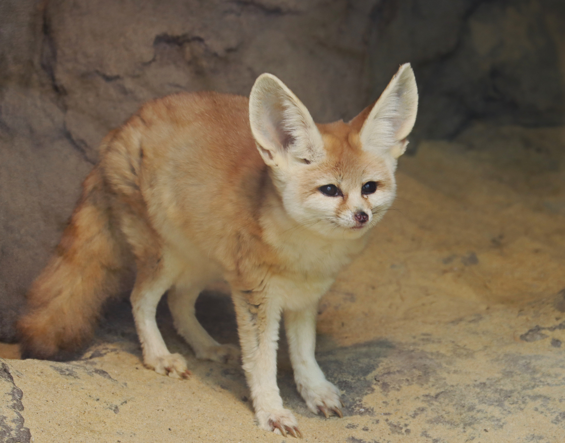 Fennec Fox - Vulpes zerda Habitat: Bronx Zoo<br />
<figure class="photo"><a href="https://www.jungledragon.com/image/154639/fennec_fox_-_vulpes_zerda.html" title="Fennec Fox - Vulpes zerda"><img src="https://s3.amazonaws.com/media.jungledragon.com/images/3232/154639_thumb.jpg?AWSAccessKeyId=05GMT0V3GWVNE7GGM1R2&Expires=1767225610&Signature=AWxxUoOnmdxX4O%2Frwi%2BArRv5rGI%3D" width="130" height="152" alt="Fennec Fox - Vulpes zerda This fox was so cute and curious. It&#039;s enclosure seemed so small, though. <br />
<br />
Habitat: Bronx Zoo<br />
https://www.jungledragon.com/image/154639/fennec_fox_-_vulpes_zerda.html<br />
https://www.jungledragon.com/image/154641/fennec_fox_-_vulpes_zerda.html<br />
https://www.jungledragon.com/image/154640/fennec_fox_-_vulpes_zerda.html Fall,Fennec fox,Geotagged,United States,Vulpes zerda,bronx zoo" /></a></figure><br />
<figure class="photo"><a href="https://www.jungledragon.com/image/154641/fennec_fox_-_vulpes_zerda.html" title="Fennec Fox - Vulpes zerda"><img src="https://s3.amazonaws.com/media.jungledragon.com/images/3232/154641_thumb.jpg?AWSAccessKeyId=05GMT0V3GWVNE7GGM1R2&Expires=1767225610&Signature=yNw3C7i%2B5aSlGARdK1sGZ%2BIKKGc%3D" width="200" height="154" alt="Fennec Fox - Vulpes zerda This fox was so cute and curious. It&#039;s enclosure seemed so small, though.<br />
<br />
Habitat: Bronx Zoo<br />
https://www.jungledragon.com/image/154639/fennec_fox_-_vulpes_zerda.html<br />
https://www.jungledragon.com/image/154641/fennec_fox_-_vulpes_zerda.html<br />
https://www.jungledragon.com/image/154640/fennec_fox_-_vulpes_zerda.html Fall,Fennec fox,Geotagged,United States,Vulpes zerda,bronx zoo" /></a></figure><br />
<figure class="photo"><a href="https://www.jungledragon.com/image/154640/fennec_fox_-_vulpes_zerda.html" title="Fennec Fox - Vulpes zerda"><img src="https://s3.amazonaws.com/media.jungledragon.com/images/3232/154640_thumb.jpg?AWSAccessKeyId=05GMT0V3GWVNE7GGM1R2&Expires=1767225610&Signature=lMfviOB7tcYmvWfnmjGkWkUfeA4%3D" width="200" height="158" alt="Fennec Fox - Vulpes zerda Habitat: Bronx Zoo<br />
https://www.jungledragon.com/image/154639/fennec_fox_-_vulpes_zerda.html<br />
https://www.jungledragon.com/image/154641/fennec_fox_-_vulpes_zerda.html<br />
https://www.jungledragon.com/image/154640/fennec_fox_-_vulpes_zerda.html Fall,Fennec fox,Geotagged,United States,Vulpes,Vulpes zerda,bronx zoo,captive animal,fox" /></a></figure> Fall,Fennec fox,Geotagged,United States,Vulpes,Vulpes zerda,bronx zoo,captive animal,fox