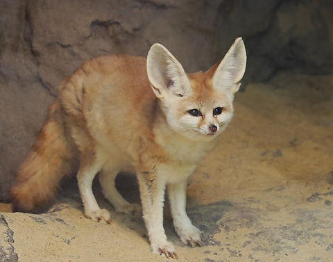 Fennec Fox - Vulpes zerda Habitat: Bronx Zoo
https://www.jungledragon.com/image/154639/fennec_fox_-_vulpes_zerda.html
https://www.jungledragon.com/image/154641/fennec_fox_-_vulpes_zerda.html
https://www.jungledragon.com/image/154640/fennec_fox_-_vulpes_zerda.html Fall,Fennec fox,Geotagged,United States,Vulpes,Vulpes zerda,bronx zoo,captive animal,fox