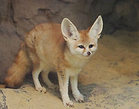 Fennec Fox - Vulpes zerda Habitat: Bronx Zoo<br />
https://www.jungledragon.com/image/154639/fennec_fox_-_vulpes_zerda.html<br />
https://www.jungledragon.com/image/154641/fennec_fox_-_vulpes_zerda.html<br />
https://www.jungledragon.com/image/154640/fennec_fox_-_vulpes_zerda.html Fall,Fennec fox,Geotagged,United States,Vulpes,Vulpes zerda,bronx zoo,captive animal,fox