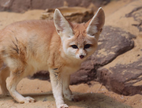 Fennec Fox - Vulpes zerda This fox was so cute and curious. It's enclosure seemed so small, though.

Habitat: Bronx Zoo
https://www.jungledragon.com/image/154639/fennec_fox_-_vulpes_zerda.html
https://www.jungledragon.com/image/154641/fennec_fox_-_vulpes_zerda.html
https://www.jungledragon.com/image/154640/fennec_fox_-_vulpes_zerda.html Fall,Fennec fox,Geotagged,United States,Vulpes zerda,bronx zoo