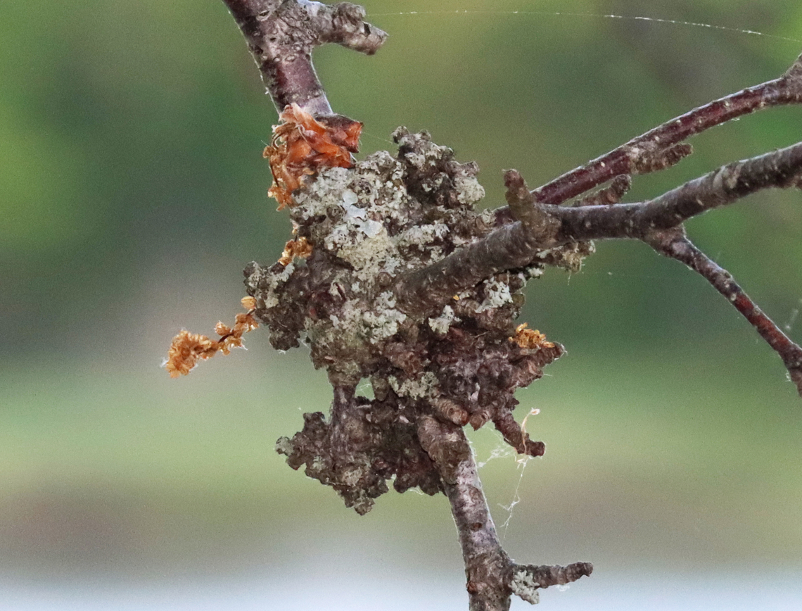 Gall? I think this is a gall (maybe a mite gall). There were numerous on the branches of this tree, but they were hanging over a cliff edge and I couldn&#039;t reach any of them. Most of the galls(?) were crusted with lichen.<br />
<br />
Host: Betula sp. Geotagged,Spring,United States,acari,betula,gall