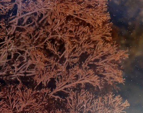 Red Algae - Phylum Rhodophyta, Vertebrata sp. Habitat: Tide pools during low tide Geotagged,Rhodomelaceae,Spring,United States,Vertebrata,algae,red algae,red seaweed,rhodophyta,seaweed