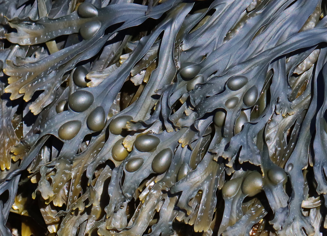 Bladder Wrack - Fucus vesiculosus Habitat: On rocks in the intertidal zone Bladder wrack,Fucus vesiculosus,Geotagged,Spring,United States,algae,brown algae,fucus,rockweed,seaweed