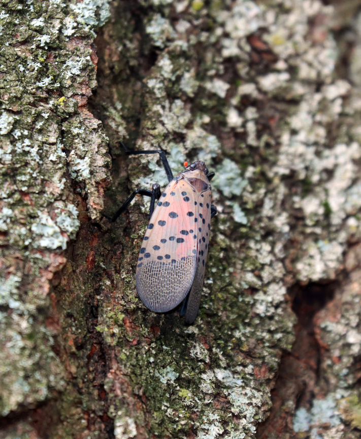 Spotted Lanterfly - Lycorma delicatula I saw dozens of lanternflies in the Bronx yesterday. Many were stuck in traps that were on the trees for the purpose of capturing them. Fall,Fulgoridae,Geotagged,Lycorma,Lycorma delicatula,Spotted lanternfly,United States,bronx zoo,invasive species,lanternfly,planthopper