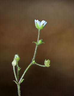 Water Chickweed - Stellaria aquatica Habitat: Floodplain Fall,Geotagged,Stellaria,Stellaria aquatica,United States,Water Chickweed,chickweed