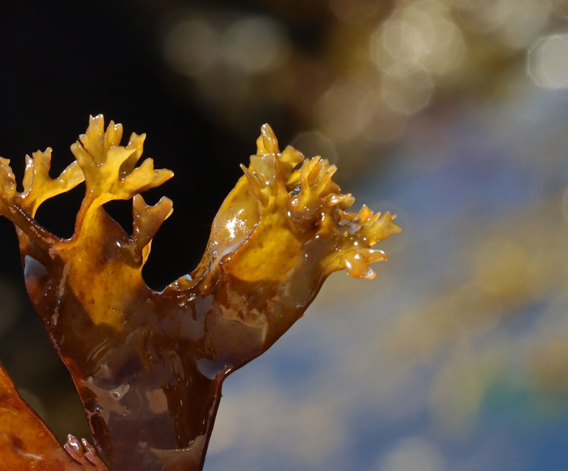 Irish Moss - Chondrus crispus Habitat: Tide pools during low tide<br />
<figure class="photo"><a href="https://www.jungledragon.com/image/154714/irish_moss_-_chondrus_crispus.html" title="Irish Moss - Chondrus crispus"><img src="https://s3.amazonaws.com/media.jungledragon.com/images/3232/154714_thumb.jpg?AWSAccessKeyId=05GMT0V3GWVNE7GGM1R2&Expires=1759968010&Signature=9pUu1IMiqfuMOJTRi2puiycrSUc%3D" width="200" height="164" alt="Irish Moss - Chondrus crispus Habitat: Tide pools during low tide<br />
https://www.jungledragon.com/image/154713/seaweed.html Chondrus crispus,Geotagged,Irish moss,Spring,United States" /></a></figure> Chondrus crispus,Geotagged,Irish moss,Spring,United States,algae,seaweed