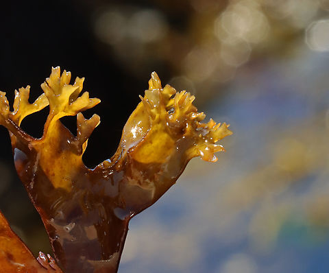 Irish Moss - Chondrus crispus Habitat: Tide pools during low tide
https://www.jungledragon.com/image/154714/seaweed.html Chondrus crispus,Geotagged,Irish moss,Spring,United States,algae,seaweed
