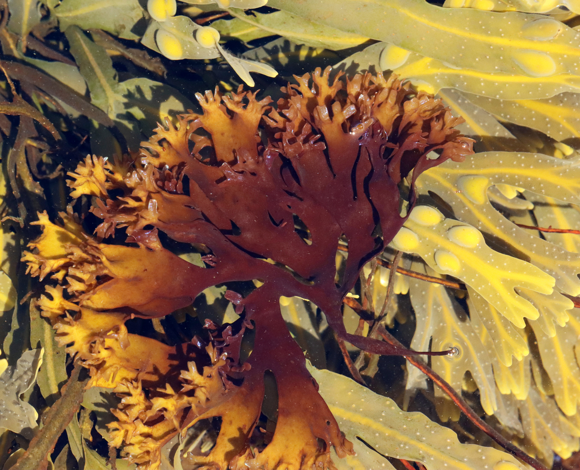 Irish Moss - Chondrus crispus Habitat: Tide pools during low tide<br />
<figure class="photo"><a href="https://www.jungledragon.com/image/154713/irish_moss_-_chondrus_crispus.html" title="Irish Moss - Chondrus crispus"><img src="https://s3.amazonaws.com/media.jungledragon.com/images/3232/154713_thumb.jpg?AWSAccessKeyId=05GMT0V3GWVNE7GGM1R2&Expires=1769040010&Signature=%2F%2FIxE9IsXJcbfW1n3feizEJ6kQQ%3D" width="200" height="166" alt="Irish Moss - Chondrus crispus Habitat: Tide pools during low tide<br />
https://www.jungledragon.com/image/154714/seaweed.html Chondrus crispus,Geotagged,Irish moss,Spring,United States,algae,seaweed" /></a></figure> Chondrus crispus,Geotagged,Irish moss,Spring,United States