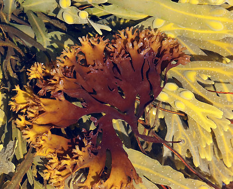 Irish Moss - Chondrus crispus Habitat: Tide pools during low tide
https://www.jungledragon.com/image/154713/seaweed.html Chondrus crispus,Geotagged,Irish moss,Spring,United States