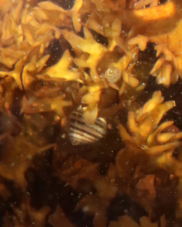 Rough Periwinkle - Littorina saxatilis I can't seem to get a decent photo of this species. Next time!<br />
<br />
Habitat: Tide pools Geotagged,Littorina saxatilis,Rough periwinkle,Spring,United States,littorina,periwinkle,snail,winkle