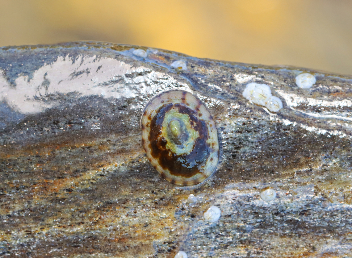 Tortoise Limpet - Testudinalia testudinalis Habitat: Rocks in intertidal Gastropoda,Geotagged,Spring,Testudinalia,Testudinalia testudinalis,Tortoise limpet,United States,limpet,mollusk,sea snail
