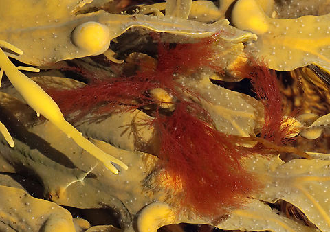 Red Seaweed - Rhodophyta Maybe Dasya baillouviana?

Habitat: Tide pools
https://www.jungledragon.com/image/154719/red_seaweed_-_rhodophyta.html Geotagged,Spring,United States,algae,red algae,red seaweed,rhodophyta,seaweed