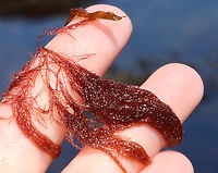 Red Seaweed - Rhodophyta Maybe Dasya baillouviana?<br />
<br />
Habitat: Tide pools<br />
https://www.jungledragon.com/image/154718/red_seaweed_-_rhodophyta.html Geotagged,Spring,United States