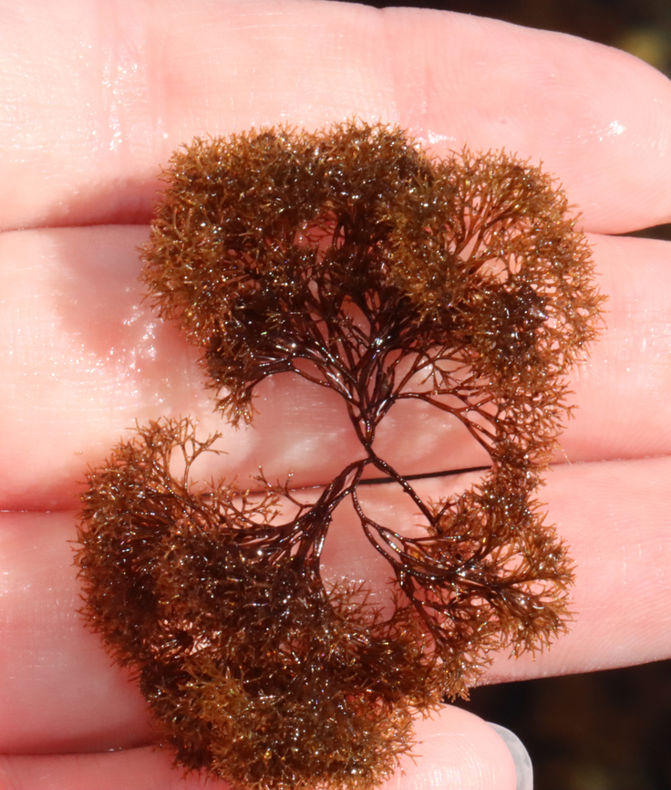 Vertebrata lanosa Habitat: Seaweed soup in tide pools<br />
<figure class="photo"><a href="https://www.jungledragon.com/image/154720/vertebrata_lanosa.html" title="Vertebrata lanosa"><img src="https://s3.amazonaws.com/media.jungledragon.com/images/3232/154720_thumb.jpg?AWSAccessKeyId=05GMT0V3GWVNE7GGM1R2&Expires=1769040010&Signature=Dqz20QZ5ziumSYZmOXycefu9SNk%3D" width="130" height="152" alt="Vertebrata lanosa Habitat: Seaweed soup in tide pools<br />
https://www.jungledragon.com/image/154720/vertebrata_lanosa.html<br />
https://www.jungledragon.com/image/154722/vertebrata_lanosa.html<br />
https://www.jungledragon.com/image/154721/vertebrata_lanosa.html Geotagged,Polysiphonia lanosa,Spring,United States" /></a></figure><br />
<figure class="photo"><a href="https://www.jungledragon.com/image/154722/vertebrata_lanosa.html" title="Vertebrata lanosa"><img src="https://s3.amazonaws.com/media.jungledragon.com/images/3232/154722_thumb.jpg?AWSAccessKeyId=05GMT0V3GWVNE7GGM1R2&Expires=1769040010&Signature=3wT23EiBbTttP0%2Foru%2F5KQnFOWk%3D" width="200" height="160" alt="Vertebrata lanosa (On the left)<br />
<br />
Habitat: Seaweed soup in tide pools<br />
https://www.jungledragon.com/image/154720/vertebrata_lanosa.html<br />
https://www.jungledragon.com/image/154722/vertebrata_lanosa.html<br />
https://www.jungledragon.com/image/154721/vertebrata_lanosa.html Geotagged,Polysiphonia lanosa,Spring,United States" /></a></figure><br />
<figure class="photo"><a href="https://www.jungledragon.com/image/154721/vertebrata_lanosa.html" title="Vertebrata lanosa"><img src="https://s3.amazonaws.com/media.jungledragon.com/images/3232/154721_thumb.jpg?AWSAccessKeyId=05GMT0V3GWVNE7GGM1R2&Expires=1769040010&Signature=sUcUiOtsbFfbb3%2B3JvqoqPH0s20%3D" width="120" height="152" alt="Vertebrata lanosa Habitat: Seaweed soup in tide pools<br />
https://www.jungledragon.com/image/154720/vertebrata_lanosa.html<br />
https://www.jungledragon.com/image/154722/vertebrata_lanosa.html<br />
https://www.jungledragon.com/image/154721/vertebrata_lanosa.html Geotagged,Polysiphonia lanosa,Spring,United States,Vertebrata,algae,seaweed" /></a></figure> Geotagged,Polysiphonia lanosa,Spring,United States