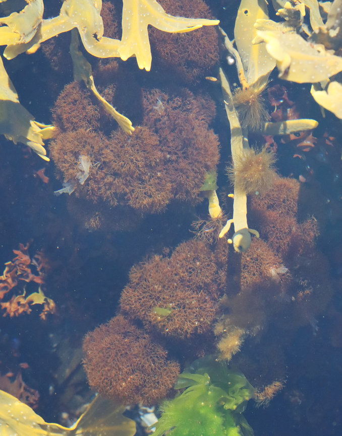 Vertebrata lanosa Habitat: Seaweed soup in tide pools<br />
<figure class="photo"><a href="https://www.jungledragon.com/image/154720/vertebrata_lanosa.html" title="Vertebrata lanosa"><img src="https://s3.amazonaws.com/media.jungledragon.com/images/3232/154720_thumb.jpg?AWSAccessKeyId=05GMT0V3GWVNE7GGM1R2&Expires=1759968010&Signature=N8UOBl4myOrcFQllYAEuKMaFeto%3D" width="130" height="152" alt="Vertebrata lanosa Habitat: Seaweed soup in tide pools<br />
https://www.jungledragon.com/image/154720/vertebrata_lanosa.html<br />
https://www.jungledragon.com/image/154722/vertebrata_lanosa.html<br />
https://www.jungledragon.com/image/154721/vertebrata_lanosa.html Geotagged,Polysiphonia lanosa,Spring,United States" /></a></figure><br />
<figure class="photo"><a href="https://www.jungledragon.com/image/154722/vertebrata_lanosa.html" title="Vertebrata lanosa"><img src="https://s3.amazonaws.com/media.jungledragon.com/images/3232/154722_thumb.jpg?AWSAccessKeyId=05GMT0V3GWVNE7GGM1R2&Expires=1759968010&Signature=5%2B8Lx9ztIpzs7soa7g2e07tW6OA%3D" width="200" height="160" alt="Vertebrata lanosa (On the left)<br />
<br />
Habitat: Seaweed soup in tide pools<br />
https://www.jungledragon.com/image/154720/vertebrata_lanosa.html<br />
https://www.jungledragon.com/image/154722/vertebrata_lanosa.html<br />
https://www.jungledragon.com/image/154721/vertebrata_lanosa.html Geotagged,Polysiphonia lanosa,Spring,United States" /></a></figure><br />
<figure class="photo"><a href="https://www.jungledragon.com/image/154721/vertebrata_lanosa.html" title="Vertebrata lanosa"><img src="https://s3.amazonaws.com/media.jungledragon.com/images/3232/154721_thumb.jpg?AWSAccessKeyId=05GMT0V3GWVNE7GGM1R2&Expires=1759968010&Signature=tEPS8Aq%2FCwX3BPqx9YjnUuxBFwo%3D" width="120" height="152" alt="Vertebrata lanosa Habitat: Seaweed soup in tide pools<br />
https://www.jungledragon.com/image/154720/vertebrata_lanosa.html<br />
https://www.jungledragon.com/image/154722/vertebrata_lanosa.html<br />
https://www.jungledragon.com/image/154721/vertebrata_lanosa.html Geotagged,Polysiphonia lanosa,Spring,United States,Vertebrata,algae,seaweed" /></a></figure> Geotagged,Polysiphonia lanosa,Spring,United States,Vertebrata,algae,seaweed