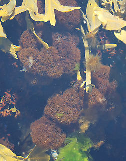 Vertebrata lanosa Habitat: Seaweed soup in tide pools
https://www.jungledragon.com/image/154720/vertebrata_lanosa.html
https://www.jungledragon.com/image/154722/vertebrata_lanosa.html
https://www.jungledragon.com/image/154721/vertebrata_lanosa.html Geotagged,Polysiphonia lanosa,Spring,United States,Vertebrata,algae,seaweed