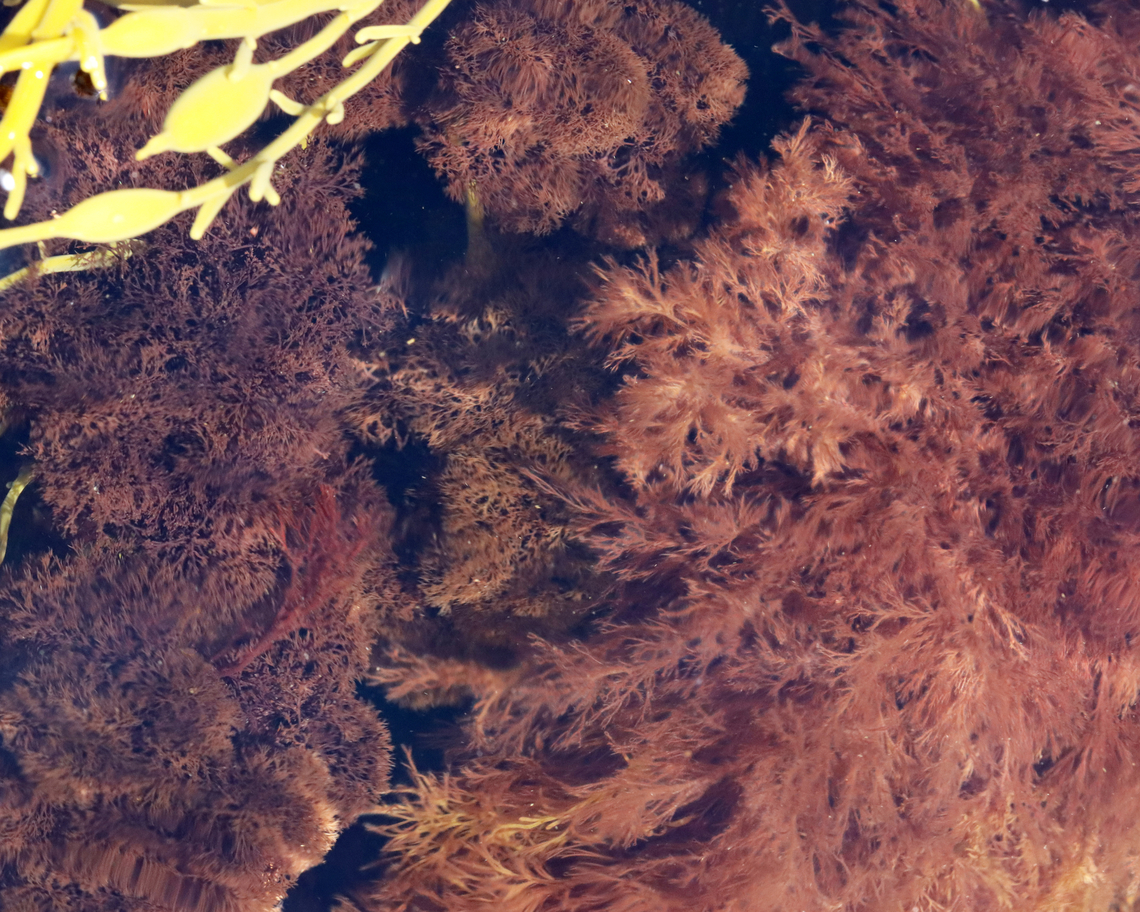 Vertebrata lanosa (On the left)<br />
<br />
Habitat: Seaweed soup in tide pools<br />
<figure class="photo"><a href="https://www.jungledragon.com/image/154720/vertebrata_lanosa.html" title="Vertebrata lanosa"><img src="https://s3.amazonaws.com/media.jungledragon.com/images/3232/154720_thumb.jpg?AWSAccessKeyId=05GMT0V3GWVNE7GGM1R2&Expires=1769040010&Signature=Dqz20QZ5ziumSYZmOXycefu9SNk%3D" width="130" height="152" alt="Vertebrata lanosa Habitat: Seaweed soup in tide pools<br />
https://www.jungledragon.com/image/154720/vertebrata_lanosa.html<br />
https://www.jungledragon.com/image/154722/vertebrata_lanosa.html<br />
https://www.jungledragon.com/image/154721/vertebrata_lanosa.html Geotagged,Polysiphonia lanosa,Spring,United States" /></a></figure><br />
<figure class="photo"><a href="https://www.jungledragon.com/image/154722/vertebrata_lanosa.html" title="Vertebrata lanosa"><img src="https://s3.amazonaws.com/media.jungledragon.com/images/3232/154722_thumb.jpg?AWSAccessKeyId=05GMT0V3GWVNE7GGM1R2&Expires=1769040010&Signature=3wT23EiBbTttP0%2Foru%2F5KQnFOWk%3D" width="200" height="160" alt="Vertebrata lanosa (On the left)<br />
<br />
Habitat: Seaweed soup in tide pools<br />
https://www.jungledragon.com/image/154720/vertebrata_lanosa.html<br />
https://www.jungledragon.com/image/154722/vertebrata_lanosa.html<br />
https://www.jungledragon.com/image/154721/vertebrata_lanosa.html Geotagged,Polysiphonia lanosa,Spring,United States" /></a></figure><br />
<figure class="photo"><a href="https://www.jungledragon.com/image/154721/vertebrata_lanosa.html" title="Vertebrata lanosa"><img src="https://s3.amazonaws.com/media.jungledragon.com/images/3232/154721_thumb.jpg?AWSAccessKeyId=05GMT0V3GWVNE7GGM1R2&Expires=1769040010&Signature=sUcUiOtsbFfbb3%2B3JvqoqPH0s20%3D" width="120" height="152" alt="Vertebrata lanosa Habitat: Seaweed soup in tide pools<br />
https://www.jungledragon.com/image/154720/vertebrata_lanosa.html<br />
https://www.jungledragon.com/image/154722/vertebrata_lanosa.html<br />
https://www.jungledragon.com/image/154721/vertebrata_lanosa.html Geotagged,Polysiphonia lanosa,Spring,United States,Vertebrata,algae,seaweed" /></a></figure> Geotagged,Polysiphonia lanosa,Spring,United States