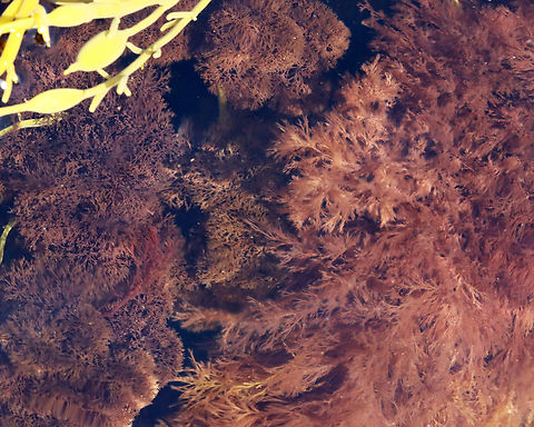 Vertebrata lanosa (On the left)

Habitat: Seaweed soup in tide pools
https://www.jungledragon.com/image/154720/vertebrata_lanosa.html
https://www.jungledragon.com/image/154722/vertebrata_lanosa.html
https://www.jungledragon.com/image/154721/vertebrata_lanosa.html Geotagged,Polysiphonia lanosa,Spring,United States