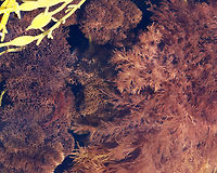 Vertebrata lanosa (On the left)<br />
<br />
Habitat: Seaweed soup in tide pools<br />
https://www.jungledragon.com/image/154720/vertebrata_lanosa.html<br />
https://www.jungledragon.com/image/154722/vertebrata_lanosa.html<br />
https://www.jungledragon.com/image/154721/vertebrata_lanosa.html Geotagged,Polysiphonia lanosa,Spring,United States