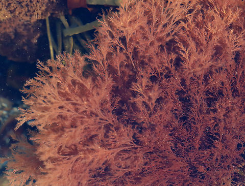 Red Seaweed - Polysiphonia stricta *Tentative ID

Habitat: Tide pools Geotagged,Polysiphonia,Polysiphonia stricta,Spring,United States,algae,rhodophyta,seaweed