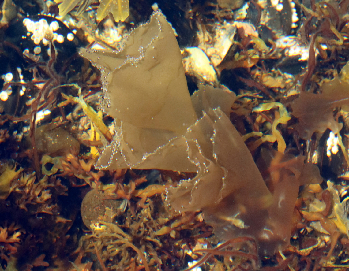 Seaweed - Order Bangiales Porphyra/Pyropia<br />
<br />
Habitat: Tide pools<br />
<figure class="photo"><a href="https://www.jungledragon.com/image/154724/seaweed_-_order_bangiales.html" title="Seaweed - Order Bangiales"><img src="https://s3.amazonaws.com/media.jungledragon.com/images/3232/154724_thumb.jpg?AWSAccessKeyId=05GMT0V3GWVNE7GGM1R2&Expires=1759968010&Signature=A%2B29P8DvbSgdKNqAK5JV%2FTrXlKE%3D" width="200" height="156" alt="Seaweed - Order Bangiales Porphyra/Pyropia<br />
<br />
Habitat: Tide pools<br />
https://www.jungledragon.com/image/154724/seaweed_-_order_bangiales.html<br />
https://www.jungledragon.com/image/154727/seaweed_-_order_bangiales.html<br />
https://www.jungledragon.com/image/154725/seaweed_-_order_bangiales.html Geotagged,Porphyra,Pyropia,Spring,United States,algae,bangiales,seaweed" /></a></figure><br />
<figure class="photo"><a href="https://www.jungledragon.com/image/154727/seaweed_-_order_bangiales.html" title="Seaweed - Order Bangiales"><img src="https://s3.amazonaws.com/media.jungledragon.com/images/3232/154727_thumb.jpg?AWSAccessKeyId=05GMT0V3GWVNE7GGM1R2&Expires=1759968010&Signature=Vyy3A%2BsjHy48ZnXG6%2BvTysavKEI%3D" width="200" height="134" alt="Seaweed - Order Bangiales Porphyra/Pyropia<br />
<br />
Habitat: Tide pools<br />
https://www.jungledragon.com/image/154724/seaweed_-_order_bangiales.html<br />
https://www.jungledragon.com/image/154727/seaweed_-_order_bangiales.html<br />
https://www.jungledragon.com/image/154725/seaweed_-_order_bangiales.html Geotagged,Spring,United States" /></a></figure><br />
<figure class="photo"><a href="https://www.jungledragon.com/image/154725/seaweed_-_order_bangiales.html" title="Seaweed - Order Bangiales"><img src="https://s3.amazonaws.com/media.jungledragon.com/images/3232/154725_thumb.jpg?AWSAccessKeyId=05GMT0V3GWVNE7GGM1R2&Expires=1759968010&Signature=0ErxUyu8q55rfYUyz9zEShHB4YY%3D" width="200" height="152" alt="Seaweed - Order Bangiales Porphyra/Pyropia<br />
<br />
Habitat: Tide pools<br />
https://www.jungledragon.com/image/154724/seaweed_-_order_bangiales.html<br />
https://www.jungledragon.com/image/154727/seaweed_-_order_bangiales.html<br />
https://www.jungledragon.com/image/154725/seaweed_-_order_bangiales.html Geotagged,Spring,United States" /></a></figure> Geotagged,Porphyra,Pyropia,Spring,United States,algae,bangiales,seaweed