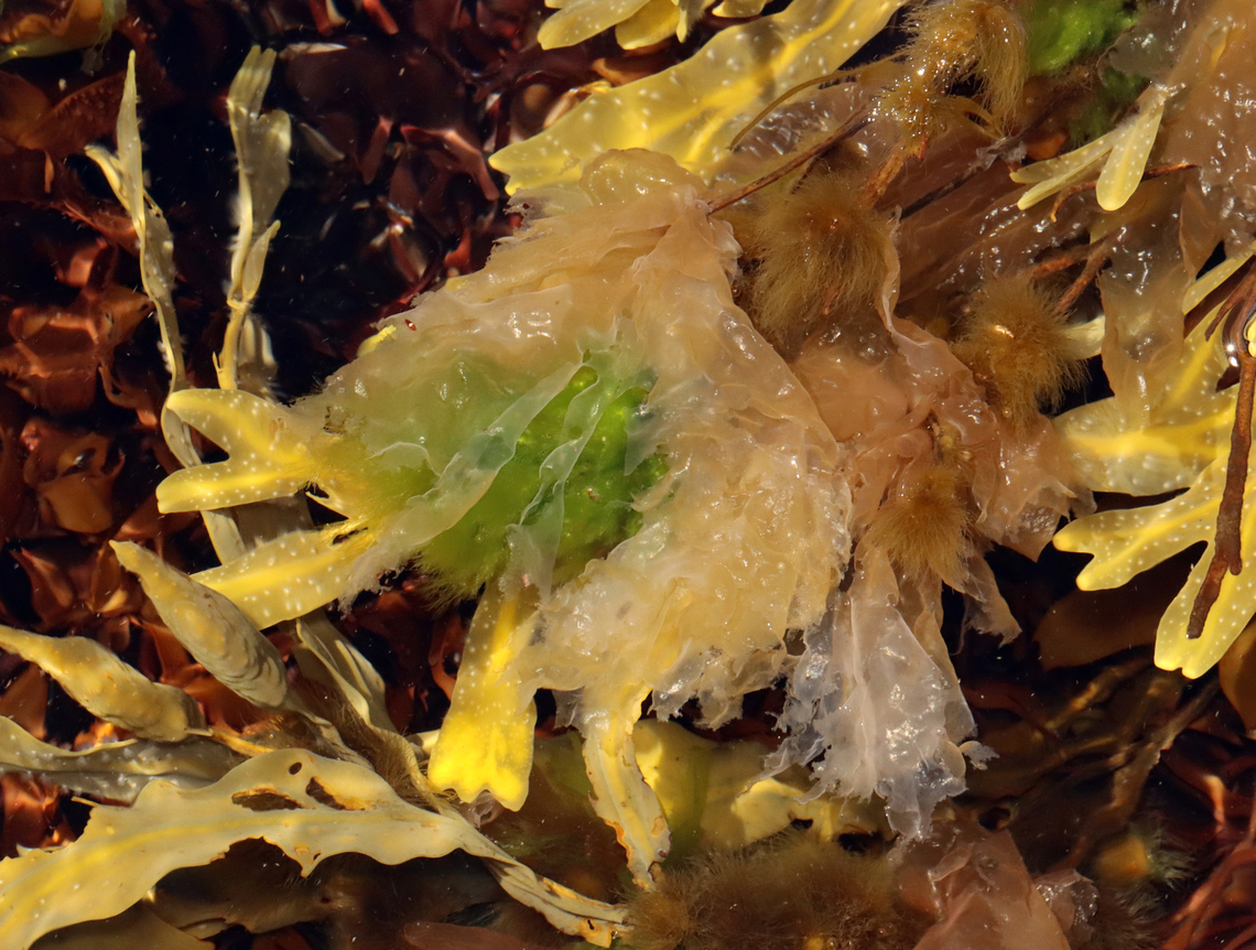 Seaweed - Order Bangiales Porphyra/Pyropia<br />
<br />
Habitat: Tide pools<br />
<figure class="photo"><a href="https://www.jungledragon.com/image/154724/seaweed_-_order_bangiales.html" title="Seaweed - Order Bangiales"><img src="https://s3.amazonaws.com/media.jungledragon.com/images/3232/154724_thumb.jpg?AWSAccessKeyId=05GMT0V3GWVNE7GGM1R2&Expires=1759968010&Signature=A%2B29P8DvbSgdKNqAK5JV%2FTrXlKE%3D" width="200" height="156" alt="Seaweed - Order Bangiales Porphyra/Pyropia<br />
<br />
Habitat: Tide pools<br />
https://www.jungledragon.com/image/154724/seaweed_-_order_bangiales.html<br />
https://www.jungledragon.com/image/154727/seaweed_-_order_bangiales.html<br />
https://www.jungledragon.com/image/154725/seaweed_-_order_bangiales.html Geotagged,Porphyra,Pyropia,Spring,United States,algae,bangiales,seaweed" /></a></figure><br />
<figure class="photo"><a href="https://www.jungledragon.com/image/154727/seaweed_-_order_bangiales.html" title="Seaweed - Order Bangiales"><img src="https://s3.amazonaws.com/media.jungledragon.com/images/3232/154727_thumb.jpg?AWSAccessKeyId=05GMT0V3GWVNE7GGM1R2&Expires=1759968010&Signature=Vyy3A%2BsjHy48ZnXG6%2BvTysavKEI%3D" width="200" height="134" alt="Seaweed - Order Bangiales Porphyra/Pyropia<br />
<br />
Habitat: Tide pools<br />
https://www.jungledragon.com/image/154724/seaweed_-_order_bangiales.html<br />
https://www.jungledragon.com/image/154727/seaweed_-_order_bangiales.html<br />
https://www.jungledragon.com/image/154725/seaweed_-_order_bangiales.html Geotagged,Spring,United States" /></a></figure><br />
<figure class="photo"><a href="https://www.jungledragon.com/image/154725/seaweed_-_order_bangiales.html" title="Seaweed - Order Bangiales"><img src="https://s3.amazonaws.com/media.jungledragon.com/images/3232/154725_thumb.jpg?AWSAccessKeyId=05GMT0V3GWVNE7GGM1R2&Expires=1759968010&Signature=0ErxUyu8q55rfYUyz9zEShHB4YY%3D" width="200" height="152" alt="Seaweed - Order Bangiales Porphyra/Pyropia<br />
<br />
Habitat: Tide pools<br />
https://www.jungledragon.com/image/154724/seaweed_-_order_bangiales.html<br />
https://www.jungledragon.com/image/154727/seaweed_-_order_bangiales.html<br />
https://www.jungledragon.com/image/154725/seaweed_-_order_bangiales.html Geotagged,Spring,United States" /></a></figure> Geotagged,Spring,United States