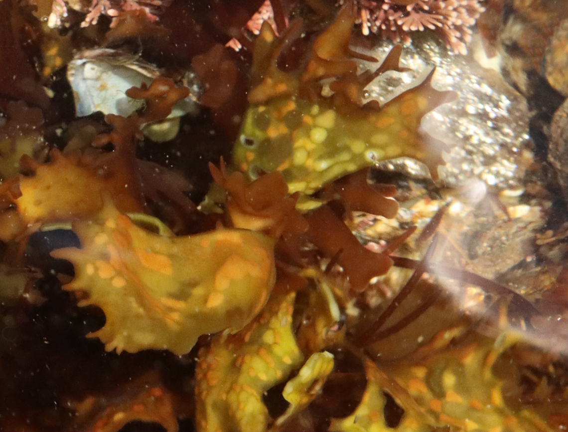 Chondrus crispus Seaweed with a greenish color and orange spots (center of photo). ID is tentative<br />
<br />
Habitat: Tide pool during low tide Chondrus crispus,Geotagged,Irish moss,Spring,United States,algae,seaweed