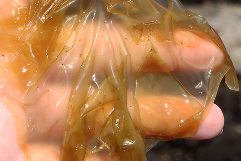 Seaweed - Order Bangiales Porphyra/Pyropia

Habitat: Tide pools
https://www.jungledragon.com/image/154724/seaweed_-_order_bangiales.html
https://www.jungledragon.com/image/154727/seaweed_-_order_bangiales.html
https://www.jungledragon.com/image/154725/seaweed_-_order_bangiales.html Geotagged,Spring,United States