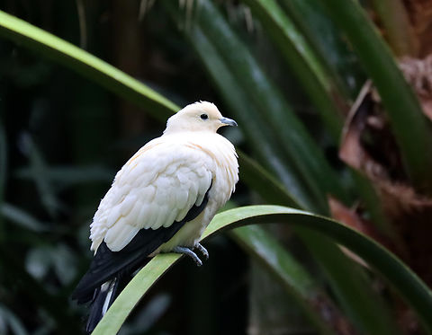 Pied imperial pigeon - Ducula bicolor *Captive animal from the Bronx Zoo Ducula,Ducula bicolor,Fall,Geotagged,Pied imperial pigeon,United States,bronx zoo,captive animal,pigeon