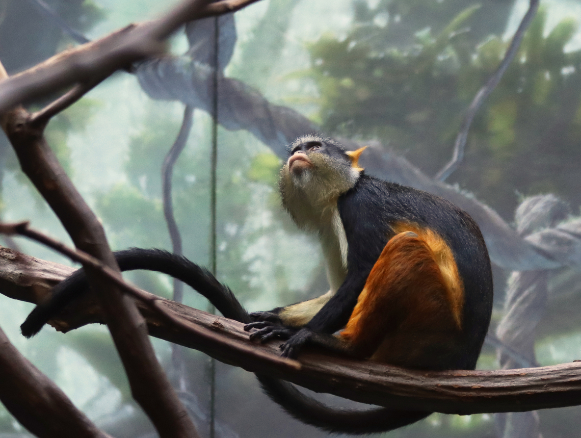 Wolf's Monkey - Cercopithecus wolfi *Native to Central Africa<br />
<br />
Habitat: Captive animal at The Bronx Zoo Bronx Zoo,Cercopithecus,Cercopithecus wolfi,Fall,Geotagged,United States,Wolfs mona monkey,captive animal,monkey