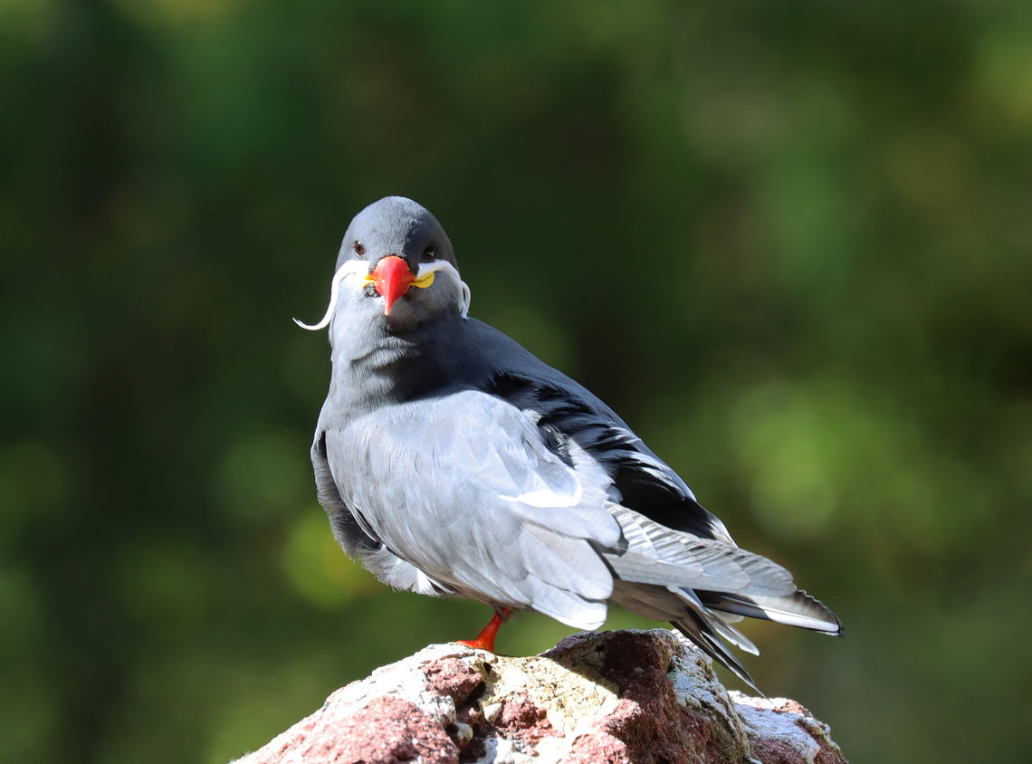 Inca Tern - Larosterna inca *Captive bird at The Bronx Zoo<br />
<figure class="photo"><a href="https://www.jungledragon.com/image/154736/inca_tern_-_larosterna_inca.html" title="Inca Tern - Larosterna inca"><img src="https://s3.amazonaws.com/media.jungledragon.com/images/3232/154736_thumb.jpg?AWSAccessKeyId=05GMT0V3GWVNE7GGM1R2&Expires=1759968010&Signature=VAXVmP0KByXpr4XBTh3KY7xBUr4%3D" width="200" height="154" alt="Inca Tern - Larosterna inca *Captive bird at The Bronx Zoo<br />
https://www.jungledragon.com/image/154736/inca_tern_-_larosterna_inca.html<br />
https://www.jungledragon.com/image/154739/inca_tern_-_larosterna_inca.html<br />
https://www.jungledragon.com/image/154735/inca_tern_-_larosterna_inca.html Fall,Geotagged,Inca Tern,Larosterna inca,United States" /></a></figure><br />
<figure class="photo"><a href="https://www.jungledragon.com/image/154739/inca_tern_-_larosterna_inca.html" title="Inca Tern - Larosterna inca"><img src="https://s3.amazonaws.com/media.jungledragon.com/images/3232/154739_thumb.jpg?AWSAccessKeyId=05GMT0V3GWVNE7GGM1R2&Expires=1759968010&Signature=79nt3iKocnlOy03Qna5%2BQTPPZq8%3D" width="200" height="158" alt="Inca Tern - Larosterna inca *Captive bird at The Bronx Zoo<br />
https://www.jungledragon.com/image/154736/inca_tern_-_larosterna_inca.html<br />
https://www.jungledragon.com/image/154739/inca_tern_-_larosterna_inca.html<br />
https://www.jungledragon.com/image/154735/inca_tern_-_larosterna_inca.html Fall,Geotagged,Inca Tern,Larosterna inca,United States" /></a></figure><br />
<figure class="photo"><a href="https://www.jungledragon.com/image/154735/inca_tern_-_larosterna_inca.html" title="Inca Tern - Larosterna inca"><img src="https://s3.amazonaws.com/media.jungledragon.com/images/3232/154735_thumb.jpg?AWSAccessKeyId=05GMT0V3GWVNE7GGM1R2&Expires=1759968010&Signature=dySG10LQKPEakmOEzS6G6av4EYw%3D" width="200" height="150" alt="Inca Tern - Larosterna inca *Captive bird at The Bronx Zoo<br />
https://www.jungledragon.com/image/154736/inca_tern_-_larosterna_inca.html<br />
https://www.jungledragon.com/image/154739/inca_tern_-_larosterna_inca.html<br />
https://www.jungledragon.com/image/154735/inca_tern_-_larosterna_inca.html Fall,Geotagged,Inca Tern,Larosterna,Larosterna inca,United States,bronx zoo,captive animal,tern" /></a></figure> Fall,Geotagged,Inca Tern,Larosterna,Larosterna inca,United States,bronx zoo,captive animal,tern