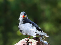Inca Tern - Larosterna inca *Captive bird at The Bronx Zoo<br />
https://www.jungledragon.com/image/154736/inca_tern_-_larosterna_inca.html<br />
https://www.jungledragon.com/image/154739/inca_tern_-_larosterna_inca.html<br />
https://www.jungledragon.com/image/154735/inca_tern_-_larosterna_inca.html Fall,Geotagged,Inca Tern,Larosterna,Larosterna inca,United States,bronx zoo,captive animal,tern