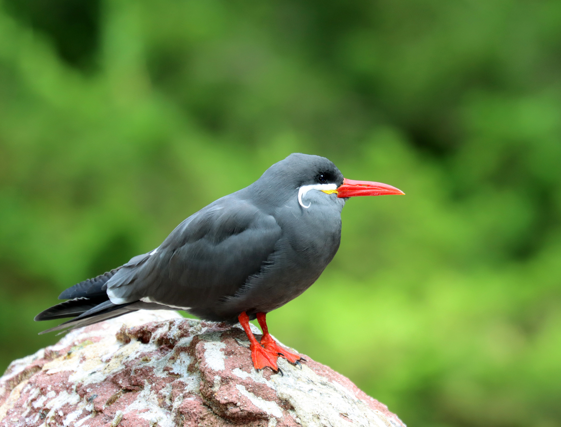 Inca Tern - Larosterna inca *Captive bird at The Bronx Zoo<br />
<figure class="photo"><a href="https://www.jungledragon.com/image/154736/inca_tern_-_larosterna_inca.html" title="Inca Tern - Larosterna inca"><img src="https://s3.amazonaws.com/media.jungledragon.com/images/3232/154736_thumb.jpg?AWSAccessKeyId=05GMT0V3GWVNE7GGM1R2&Expires=1763596810&Signature=a%2BDqPrld0PtFBf7hudOtRbv8dLs%3D" width="200" height="154" alt="Inca Tern - Larosterna inca *Captive bird at The Bronx Zoo<br />
https://www.jungledragon.com/image/154736/inca_tern_-_larosterna_inca.html<br />
https://www.jungledragon.com/image/154739/inca_tern_-_larosterna_inca.html<br />
https://www.jungledragon.com/image/154735/inca_tern_-_larosterna_inca.html Fall,Geotagged,Inca Tern,Larosterna inca,United States" /></a></figure><br />
<figure class="photo"><a href="https://www.jungledragon.com/image/154739/inca_tern_-_larosterna_inca.html" title="Inca Tern - Larosterna inca"><img src="https://s3.amazonaws.com/media.jungledragon.com/images/3232/154739_thumb.jpg?AWSAccessKeyId=05GMT0V3GWVNE7GGM1R2&Expires=1763596810&Signature=yoB7eNIVJ8t04OpQ5mC0zDx3i9Q%3D" width="200" height="158" alt="Inca Tern - Larosterna inca *Captive bird at The Bronx Zoo<br />
https://www.jungledragon.com/image/154736/inca_tern_-_larosterna_inca.html<br />
https://www.jungledragon.com/image/154739/inca_tern_-_larosterna_inca.html<br />
https://www.jungledragon.com/image/154735/inca_tern_-_larosterna_inca.html Fall,Geotagged,Inca Tern,Larosterna inca,United States" /></a></figure><br />
<figure class="photo"><a href="https://www.jungledragon.com/image/154735/inca_tern_-_larosterna_inca.html" title="Inca Tern - Larosterna inca"><img src="https://s3.amazonaws.com/media.jungledragon.com/images/3232/154735_thumb.jpg?AWSAccessKeyId=05GMT0V3GWVNE7GGM1R2&Expires=1763596810&Signature=Kr37Ep64vQWH%2B9tgn3ab%2B80s8hY%3D" width="200" height="150" alt="Inca Tern - Larosterna inca *Captive bird at The Bronx Zoo<br />
https://www.jungledragon.com/image/154736/inca_tern_-_larosterna_inca.html<br />
https://www.jungledragon.com/image/154739/inca_tern_-_larosterna_inca.html<br />
https://www.jungledragon.com/image/154735/inca_tern_-_larosterna_inca.html Fall,Geotagged,Inca Tern,Larosterna,Larosterna inca,United States,bronx zoo,captive animal,tern" /></a></figure> Fall,Geotagged,Inca Tern,Larosterna inca,United States