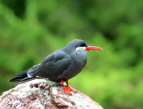 Inca Tern - Larosterna inca *Captive bird at The Bronx Zoo
https://www.jungledragon.com/image/154736/inca_tern_-_larosterna_inca.html
https://www.jungledragon.com/image/154739/inca_tern_-_larosterna_inca.html
https://www.jungledragon.com/image/154735/inca_tern_-_larosterna_inca.html Fall,Geotagged,Inca Tern,Larosterna inca,United States