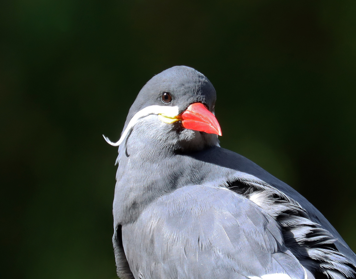 Inca Tern - Larosterna inca *Captive bird at The Bronx Zoo<br />
<figure class="photo"><a href="https://www.jungledragon.com/image/154736/inca_tern_-_larosterna_inca.html" title="Inca Tern - Larosterna inca"><img src="https://s3.amazonaws.com/media.jungledragon.com/images/3232/154736_thumb.jpg?AWSAccessKeyId=05GMT0V3GWVNE7GGM1R2&Expires=1770854410&Signature=qENbdb1f7pPJ5AMdk2TPsNMK%2BOc%3D" width="200" height="154" alt="Inca Tern - Larosterna inca *Captive bird at The Bronx Zoo<br />
https://www.jungledragon.com/image/154736/inca_tern_-_larosterna_inca.html<br />
https://www.jungledragon.com/image/154739/inca_tern_-_larosterna_inca.html<br />
https://www.jungledragon.com/image/154735/inca_tern_-_larosterna_inca.html Fall,Geotagged,Inca Tern,Larosterna inca,United States" /></a></figure><br />
<figure class="photo"><a href="https://www.jungledragon.com/image/154739/inca_tern_-_larosterna_inca.html" title="Inca Tern - Larosterna inca"><img src="https://s3.amazonaws.com/media.jungledragon.com/images/3232/154739_thumb.jpg?AWSAccessKeyId=05GMT0V3GWVNE7GGM1R2&Expires=1770854410&Signature=b5dyJeNxv0jA9xPW4FAdT1KNWBw%3D" width="200" height="158" alt="Inca Tern - Larosterna inca *Captive bird at The Bronx Zoo<br />
https://www.jungledragon.com/image/154736/inca_tern_-_larosterna_inca.html<br />
https://www.jungledragon.com/image/154739/inca_tern_-_larosterna_inca.html<br />
https://www.jungledragon.com/image/154735/inca_tern_-_larosterna_inca.html Fall,Geotagged,Inca Tern,Larosterna inca,United States" /></a></figure><br />
<figure class="photo"><a href="https://www.jungledragon.com/image/154735/inca_tern_-_larosterna_inca.html" title="Inca Tern - Larosterna inca"><img src="https://s3.amazonaws.com/media.jungledragon.com/images/3232/154735_thumb.jpg?AWSAccessKeyId=05GMT0V3GWVNE7GGM1R2&Expires=1770854410&Signature=c5cQmYuYBmfbeyaqvcc2AgdPWjc%3D" width="200" height="150" alt="Inca Tern - Larosterna inca *Captive bird at The Bronx Zoo<br />
https://www.jungledragon.com/image/154736/inca_tern_-_larosterna_inca.html<br />
https://www.jungledragon.com/image/154739/inca_tern_-_larosterna_inca.html<br />
https://www.jungledragon.com/image/154735/inca_tern_-_larosterna_inca.html Fall,Geotagged,Inca Tern,Larosterna,Larosterna inca,United States,bronx zoo,captive animal,tern" /></a></figure> Fall,Geotagged,Inca Tern,Larosterna inca,United States