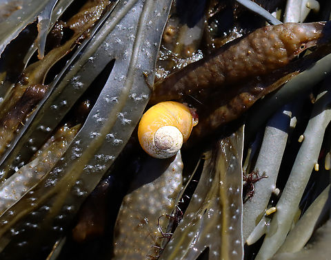 Smooth Periwinkle - Littorina obtusata Habitat: On seaweed in the intertidal Geotagged,Littorina,Littorina obtusata,Smooth Periwinkle,Spring,United States,gastropoda,periwinkle,snail
