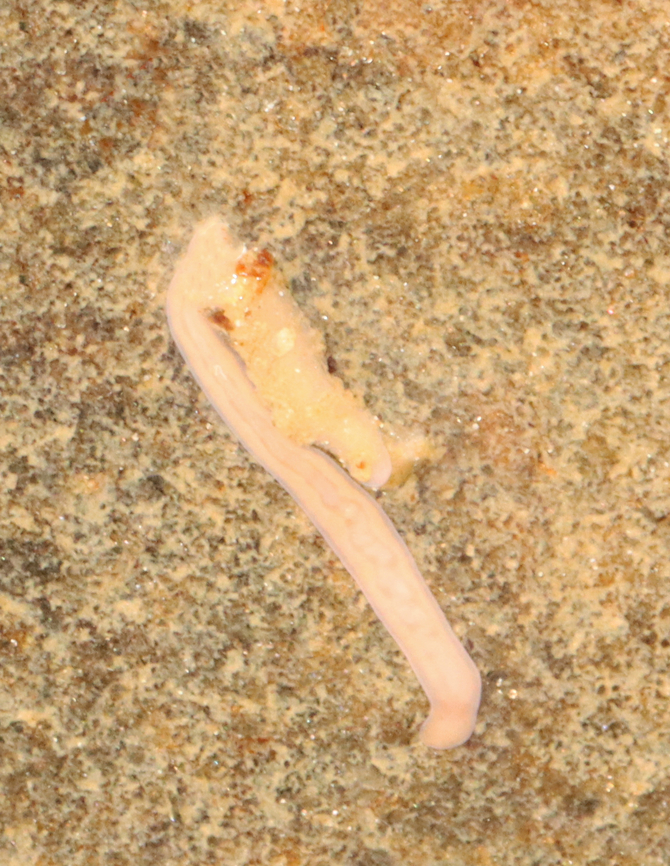 Marine Worm - Phylum Nemertea Pale pink, marine worm found in a tide pool. It had some debris stuck on it. Maybe Tetrastemma sp.?<br />
<br />
Habitat: I found it among seaweed in the intertidal zone during low tide Geotagged,Nemertea,Spring,Tetrastemma,United States,marine worm,proboscis worm,ribbon worm,worm