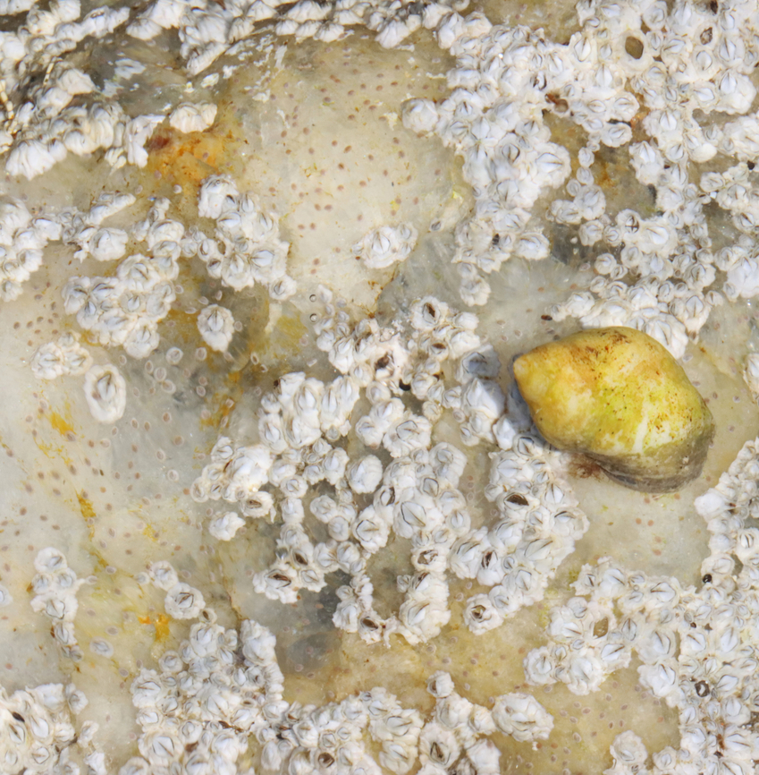 Northern Rock Barnacles - Semibalanus balanoides The tiny brown specks in the &quot;goo&quot; are juvenile/baby barnacles.<br />
<br />
Habitat: On rocks in the intertidal zone Geotagged,Northern Rock Barnacle,Semibalanus,Semibalanus balanoides,Spring,United States,barnacles