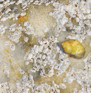 Northern Rock Barnacles - Semibalanus balanoides The tiny brown specks in the "goo" are juvenile/baby barnacles.

Habitat: On rocks in the intertidal zone Geotagged,Northern Rock Barnacle,Semibalanus,Semibalanus balanoides,Spring,United States,barnacles