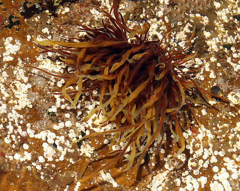 Dumont's Red Weed - Dumontia contorta Habitat: Intertidal zone Dumont's Red Weed,Dumontia,Dumontia  contorta,Geotagged,Spring,United States,algae,intertidal,seaweed