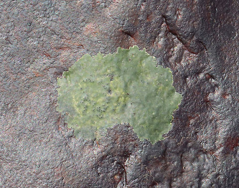 Lichen? Algae? Cyanobacteria? It looks like a lichen, but it was growing on a rock below the high tide line. So, I'm not sure what it is.

Habitat: Growing on rocks in intertidal. Geotagged,Spring,United States,intertidal